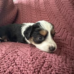 Coffee - Black tri female Miniature Australian Shepherd puppy in Iowa from Holly Turner