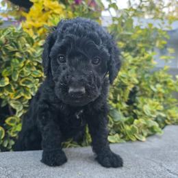 Texas - Black and white male Aussiedoodle puppy in Blackfoot, Idaho from Draper Mountain Doodles