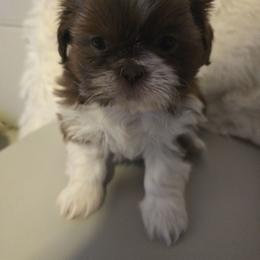 Sugar - Chocolate and tan female Shih Tzu puppy in Filer, Idaho from Shih Tzu Kennels