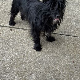 Darby - Black and gold female Yorkshire Terrier puppy in Creston, Ohio from Royal Crown Keeper LTD