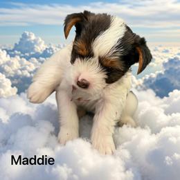 Yorkshire Terrier Puppies from Eileen’s Yorkies of Havasu