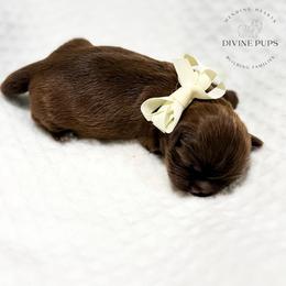 Frito - Chocolate male Shih Tzu puppy in League City, Texas from Divine Pups