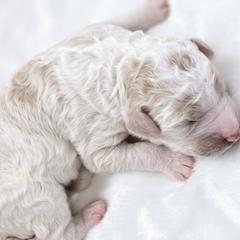 Goldendoodle Puppies from Honey's Bunches