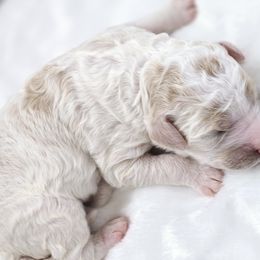 Goldendoodle Puppies from Honey's Bunches