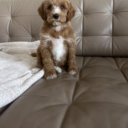 Goldendoodle and Poodle Puppies from Poodle lovers