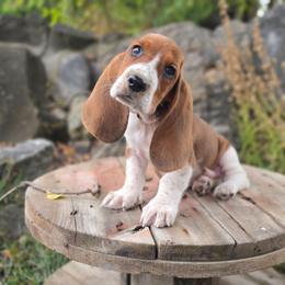 Bob - Mahogany and white male Basset Hound puppy in Valley, Washington from Peaceful Valley Paws