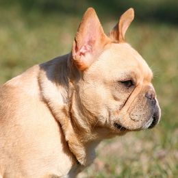 Whistler - French Bulldog