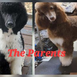 Poodle Puppies from Heather Niemotka