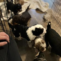Bernedoodle Puppies from Bernied00dle Love