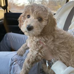 Goldendoodle puppies from Oxfordshire Goldendoodles
