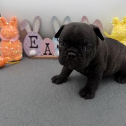 Armand - Brindle male French Bulldog puppy in Largo, Florida from Infinity Frenchies