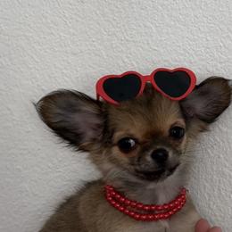 AKC Tea cup xsmall Goldie 6300 - Chocolate sabled fawn female Chihuahua puppy in Burleson, Texas from Tiny Diiamond Chihuahua