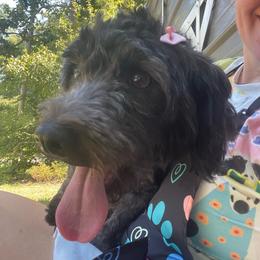 Sky - Havanese