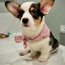 Belladonna (Bella) - Black and tan female Pembroke Welsh Corgi puppy in Benton, Arkansas from High Cotton Corgis