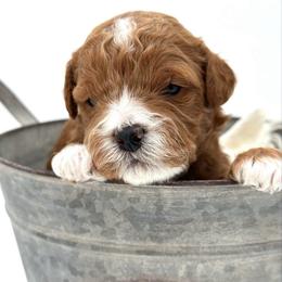 Val - Red  male Goldendoodle puppy in Queen Creek, Arizona from Goldendoodle AZ