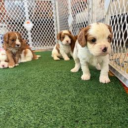 Beans- one year health guarantee:) - Blenheim male Cavapoo puppy in Brandenburg, Kentucky from Bluegrass River Newfoundlands