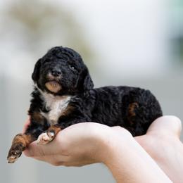 Toad - Black tri-color male Aussiedoodle puppy in Jacksonville, Florida from Lolo’s Aussiedoodle