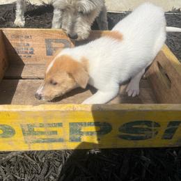 Beau - Sable merle and white male Collie puppy in Savannah, Missouri from Lakeside Collies