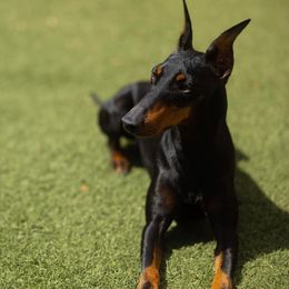 Rona - Manchester Terrier