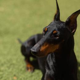 Rona - Manchester Terrier