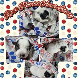 Boy 1 - Blue male Australian Cattle Dog puppy in Fife Lake, Michigan from Kurczak Farm LLC