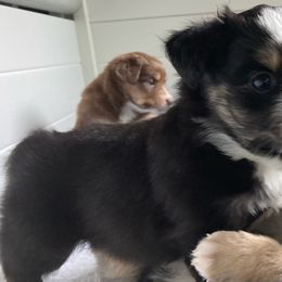 Miniature Australian Shepherd Puppies from Blue Skye's Miniature Australian Shepherds