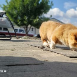 Pembroke Welsh Corgi Puppies from Top-Notch Paws
