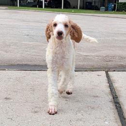 Ares - Parti male Poodle puppy in Magnolia, Texas from Celestial Jewels Poodles