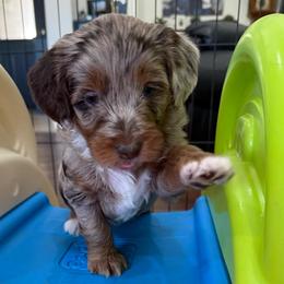 Dusty - Red merle female Aussiedoodle puppy in Mesa, Arizona from Sweet AZ Doodles