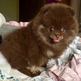 Cadbury - Chocolate and tan male Pomeranian puppy in Clovis, California from Netzi Poms