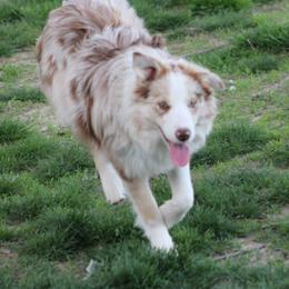 Border Collies and Teddy Roosevelt Terriers from Boles Family Farm