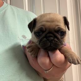 Bunny - Fawn female Pug puppy in Ludowici, Georgia from Royal Destiny Kennels