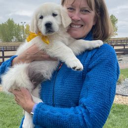 Golden Retriever and Jack Russell Terrier Puppies from Shelby Burleson's Golden Retrievers and Jack Russell Terriers