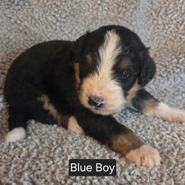 Blue Boy - Tri-color male Bernedoodle puppy in Brea, California from River Doodles