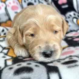 Gray Collar - Gold male Australian Labradoodle puppy in Fayette, Ohio from Patriots Poodles and Doodles