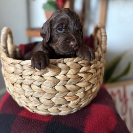 Girl 3 - Phantom female Goldendoodle puppy in Washington, Illinois from Lola Bear Goldendoodles