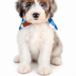 Blue Merle - male Australian Mountain Doodle puppy in Spanish Fork, Utah from Little Puppy Co.