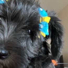 Miniature Schnauzers from Lee Miniature Schnauzers