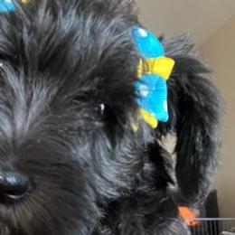 Miniature Schnauzers from Lee Miniature Schnauzers