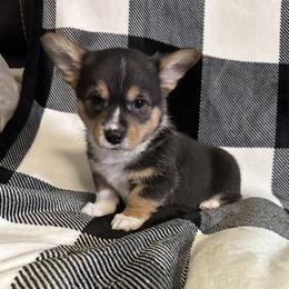 American Corgi Puppies from Piney Woods Corgis