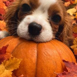 Red Boy - Blenheim male Cavalier King Charles Spaniel puppy in Forest Lake, Minnesota from Northern Lights Goldens