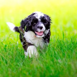 Portuguese Water Dogs from Aguas de Seda