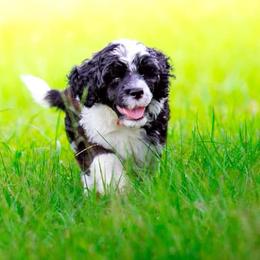 Portuguese Water Dogs from Aguas de Seda