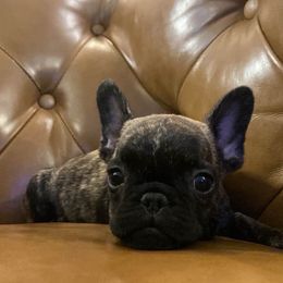 Parker - Brindle male French Bulldog puppy in Sidney Center, New York from iFrenchi