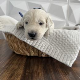 Blue collar - Light golden male Golden Retriever puppy in Radcliff, Kentucky from It’s A Golden Life
