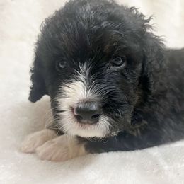 Truffle - F1 Small Standard - Tri-color Bernedoodle puppy in Waco, Texas from Hope Valley Doodles