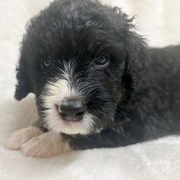 Truffle - F1 Small Standard - Tri-color Bernedoodle puppy in Waco, Texas from Hope Valley Doodles