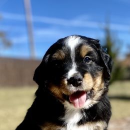 Aussiedoodle, Bernedoodle, and Goldendoodle Puppies from Elle and Oak Farms