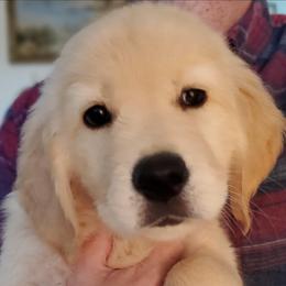 Yellow Collar - Light golden male Golden Retriever puppy in Sandy, Utah from Golden Meadows of Utah