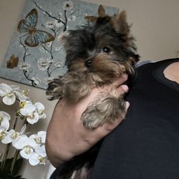 Yorkshire Terrier Puppies from Lala’s Pups